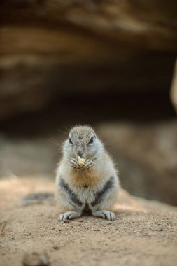 Afrika protein fındık yemek