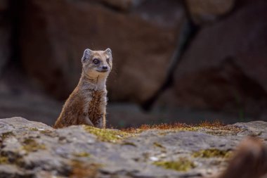 Bir vahşi sarı gelincik tilki ayrıntılarını