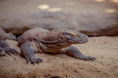 Komodo monitörü olarak da bilinen Komodo dragon (Varanus komodoensis), bir büyük Endonezya Adaları bulundu kertenkele türüdür.
