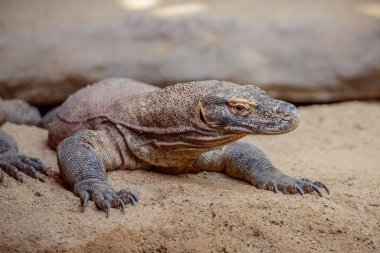 Komodo monitörü olarak da bilinen Komodo dragon (Varanus komodoensis), bir büyük Endonezya Adaları bulundu kertenkele türüdür.