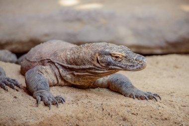 Komodo monitörü olarak da bilinen Komodo dragon (Varanus komodoensis), bir büyük Endonezya Adaları bulundu kertenkele türüdür.