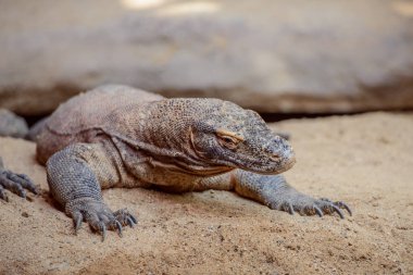 Komodo monitörü olarak da bilinen Komodo dragon (Varanus komodoensis), bir büyük Endonezya Adaları bulundu kertenkele türüdür.