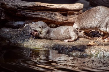 Düzgün kaplı Otter portre