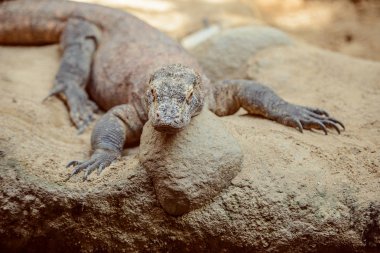 Komodo monitörü olarak da bilinen Komodo dragon (Varanus komodoensis), bir büyük Endonezya Adaları bulundu kertenkele türüdür.