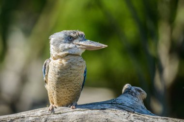 Mavi kanatlı ahmak portre
