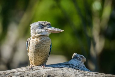 Mavi kanatlı ahmak portre