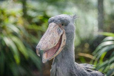 Balaeniceps rex Afrika nadir kuş