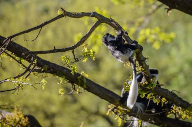 Colobus maymun (Colobus angolensis)