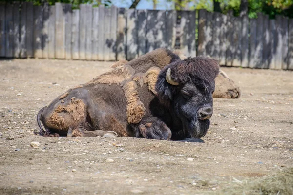 Retrato de un bisonte en el zoológico — Foto de Stock