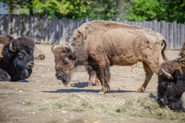 Retrato de um bisonte no zoológico — Fotografia de Stock