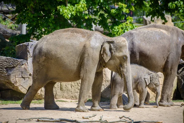 Baby elephant and his mother — Stock Photo, Image