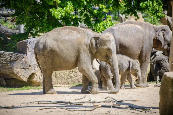 Baby elephant and his mother — Stock Photo, Image