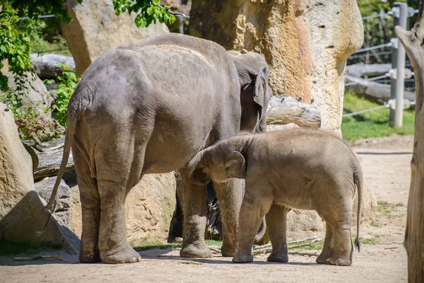 Baby elephant and his mother — Stock Photo, Image