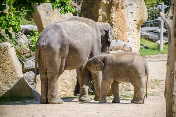 Baby elephant and his mother — Stock Photo, Image