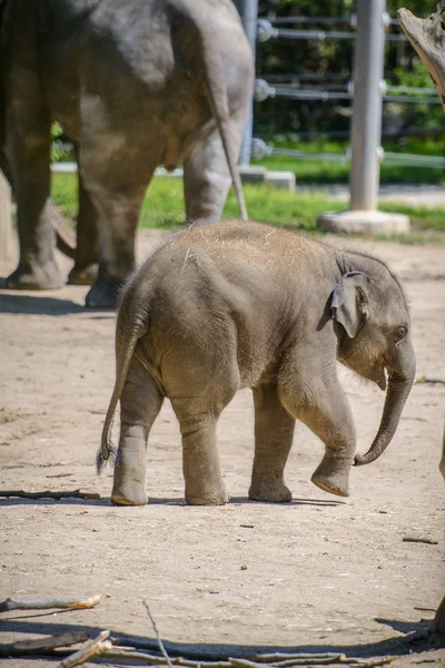 Baby elephant and his mother — Stock Photo, Image