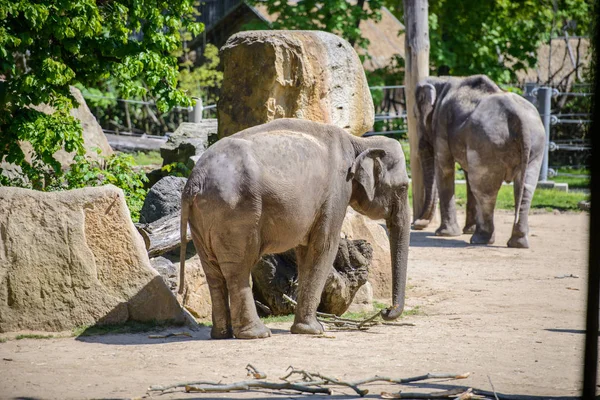 Retrato de um elefante no zoológico — Fotografia de Stock