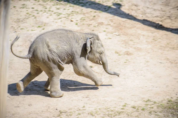 Baby elephant and his mother — Stock Photo, Image