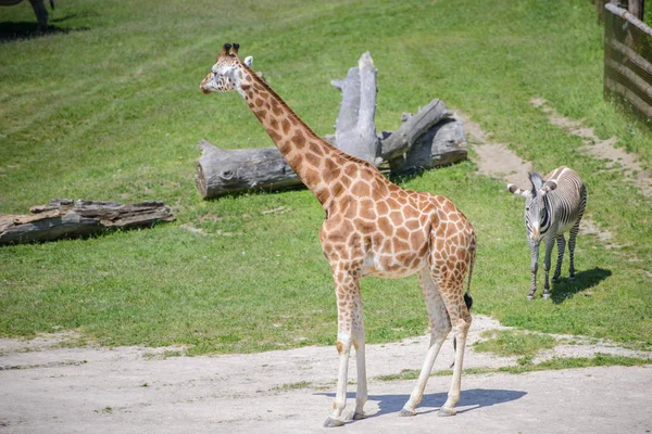 Giraff på ett grönt fält — Stockfoto