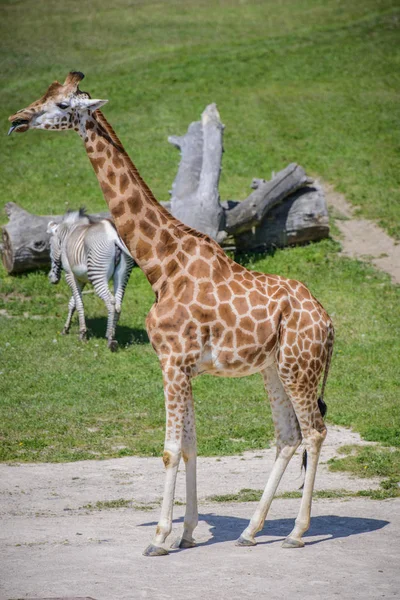 Girafa em um campo verde — Fotografia de Stock