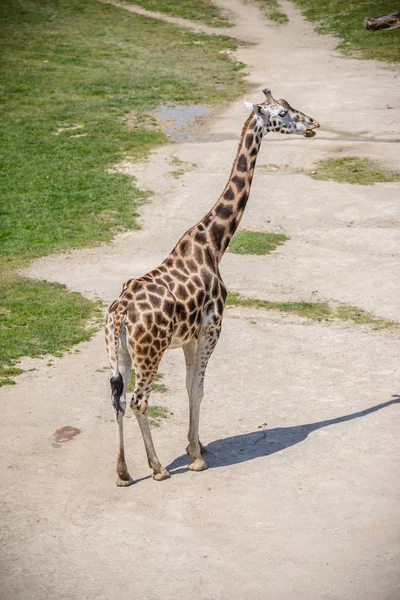 Жираф на зеленому полі — стокове фото