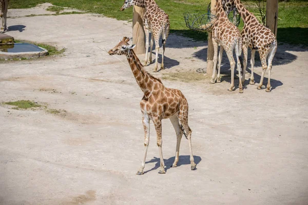 Bebê girafa e sua mãe — Fotografia de Stock