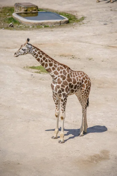 Bebê girafa e sua mãe — Fotografia de Stock