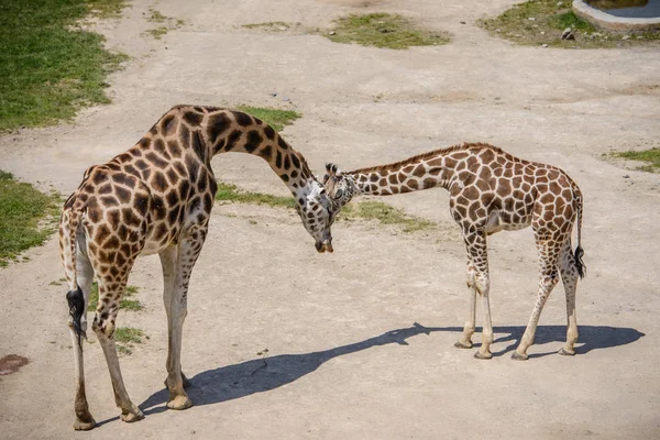 Girafe bébé et sa mère — Photo