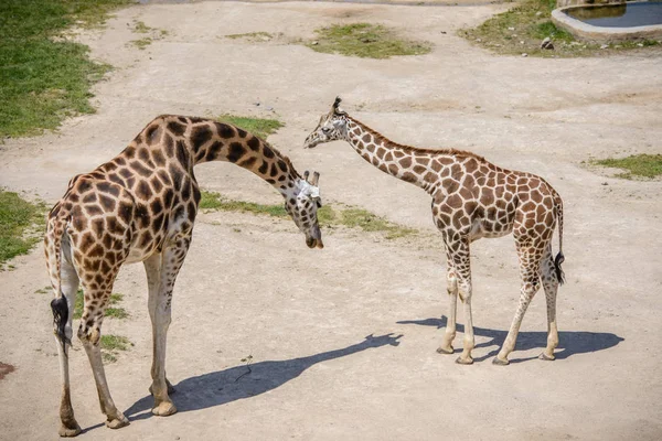 Bebê girafa e sua mãe — Fotografia de Stock