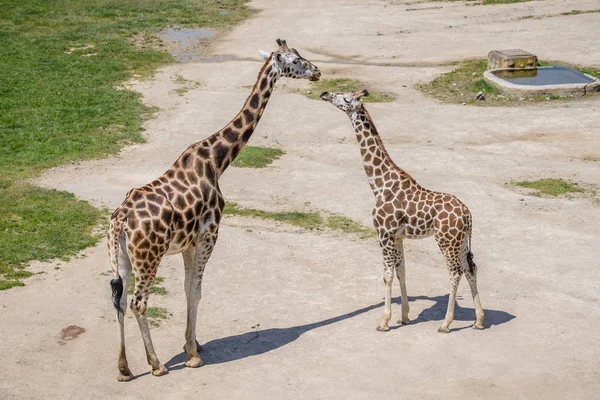 Bebê girafa e sua mãe — Fotografia de Stock