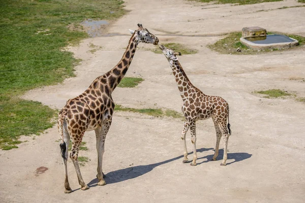 Girafe bébé et sa mère — Photo