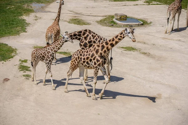 Bebê girafa e sua mãe — Fotografia de Stock