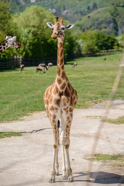 Girafe sur un champ vert — Photo