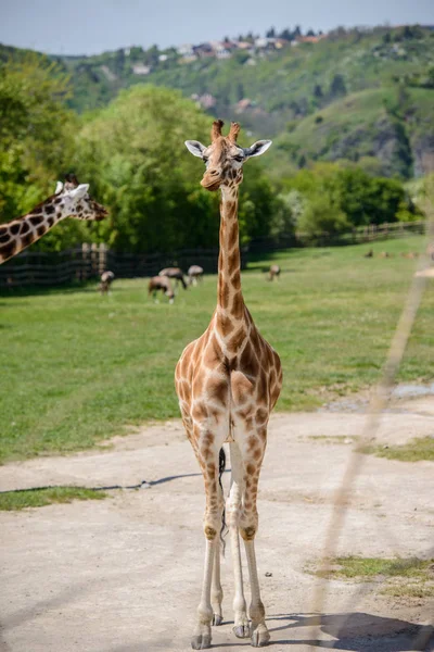 Жираф на зеленому полі — стокове фото