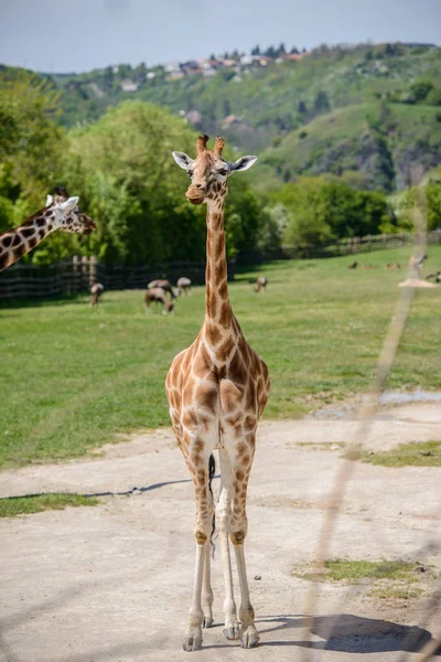 Girafa em um campo verde — Fotografia de Stock