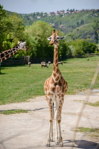 Girafe sur un champ vert — Photo