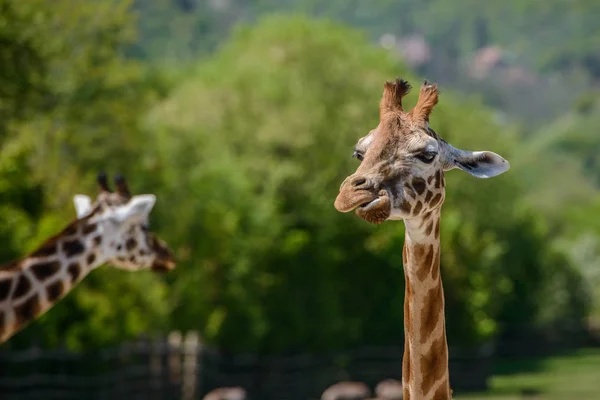 Girafa em um campo verde — Fotografia de Stock