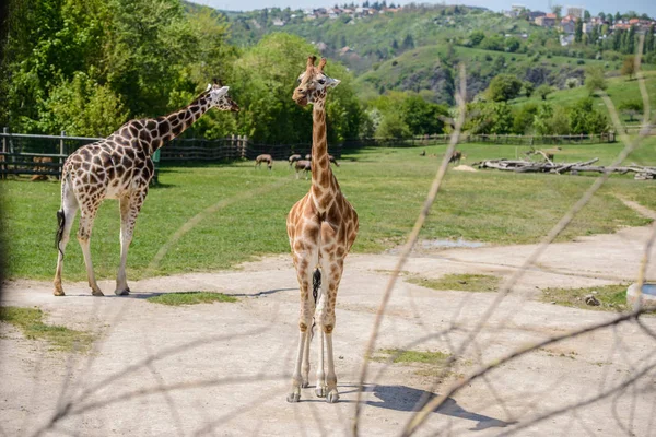 Girafa em um campo verde — Fotografia de Stock