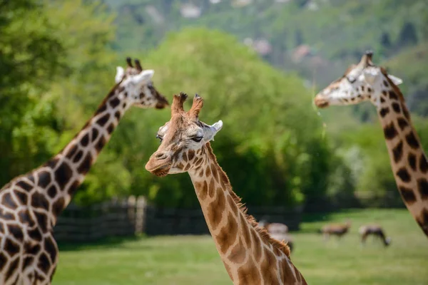 Girafe sur un champ vert — Photo