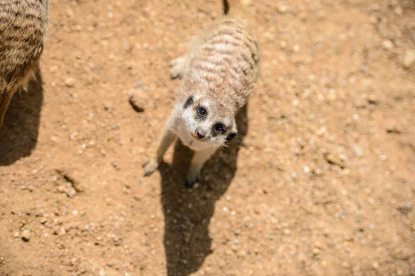 Meerkat (Suricata suricatta), também conhecido como o suricado. Animais selvagens . — Fotografia de Stock