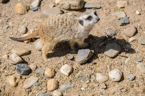 Meerkat (Suricata suricatta), también conocido como suricate. Fauna silvestre . —  Fotos de Stock