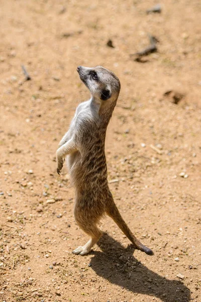 Meerkat (Suricata suricatta), también conocido como suricate. Fauna silvestre . — Foto de Stock