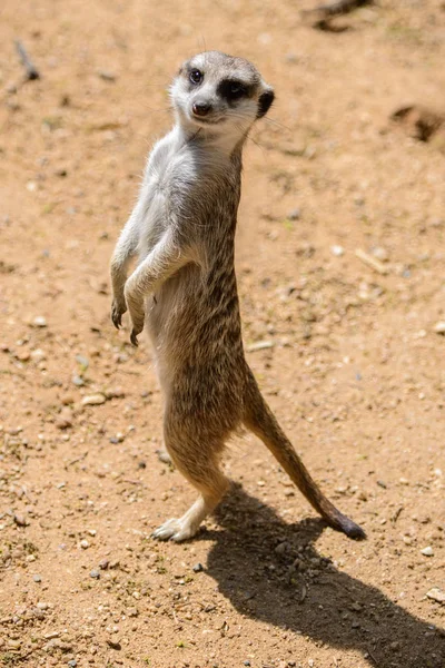 Meerkat (Suricata suricatta), também conhecido como o suricado. Animais selvagens . — Fotografia de Stock