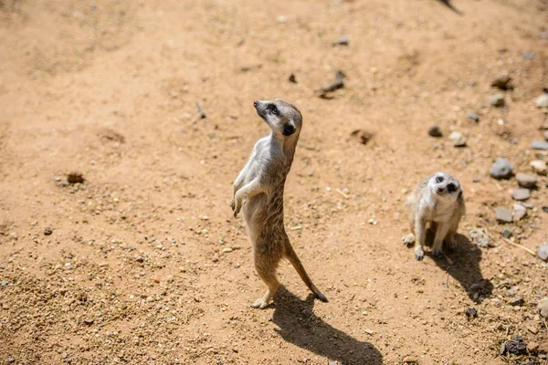 ミーアキャット (ミーアキャット属 suricatta)、アドオンとしても知られています。野生動物動物. — ストック写真