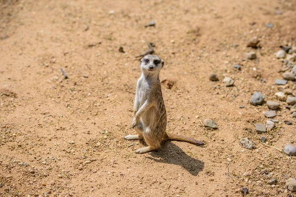 Çöl faresi (suricata suricatta), aynı zamanda suricate bilinir. vahşi hayvan. — Stok fotoğraf