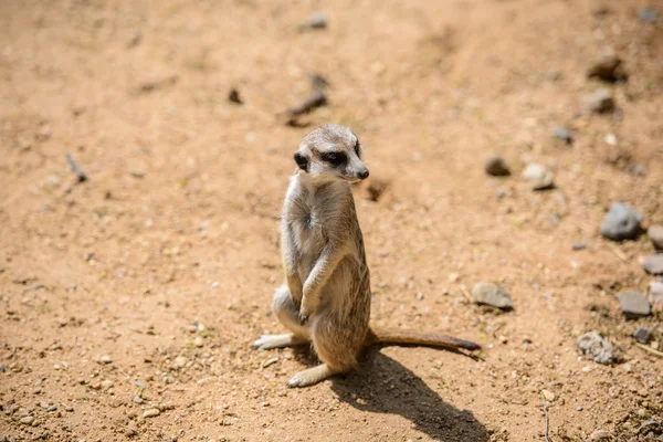 Meerkat (Suricata suricatta), également connu sous le nom de suricate. Animaux sauvages . — Photo