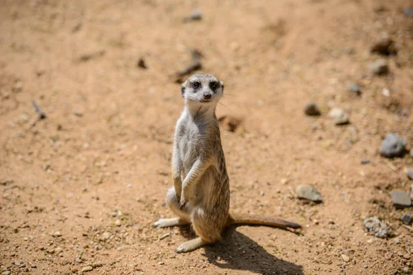 Meerkat (Suricata suricatta), también conocido como suricate. Fauna silvestre . — Foto de Stock