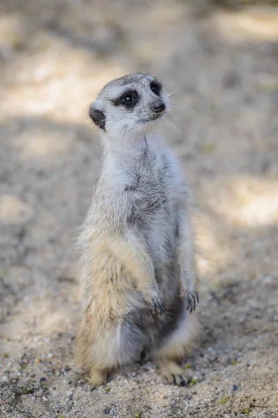 鼬 (suricata suricatta)，也称为沼狸。野生动物. — 图库照片