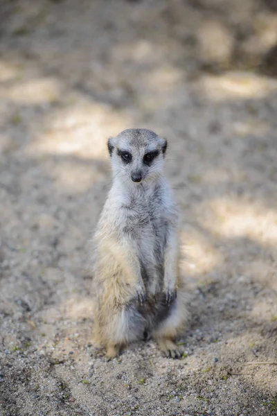 Meerkat (suricata suricatta)는 suricate 라고도 한다. 야생 동물. — 스톡 사진