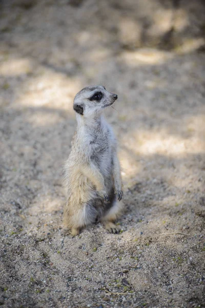 Meerkat (Suricata suricatta), noto anche come il suricato. Animali selvatici . — Foto Stock