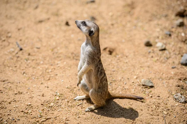 Meerkat (suricata suricatta), ook bekend als de suricate. dieren in het wild dier. — Stockfoto